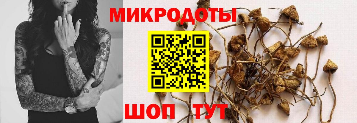 Псилоцибиновые грибы Cubensis Карасук